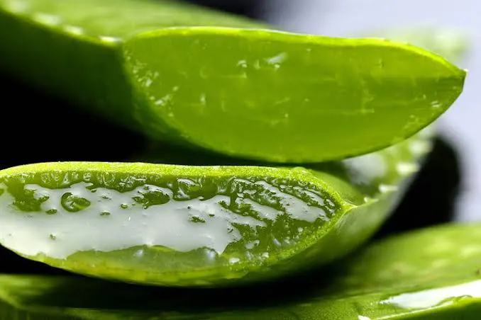 Aleo veranın yüzlerce faydası olduğu gibi zararları da var !