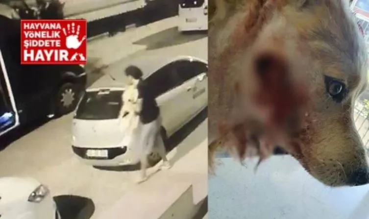 Çaldığı köpeğin çenesini bıçakla kesti