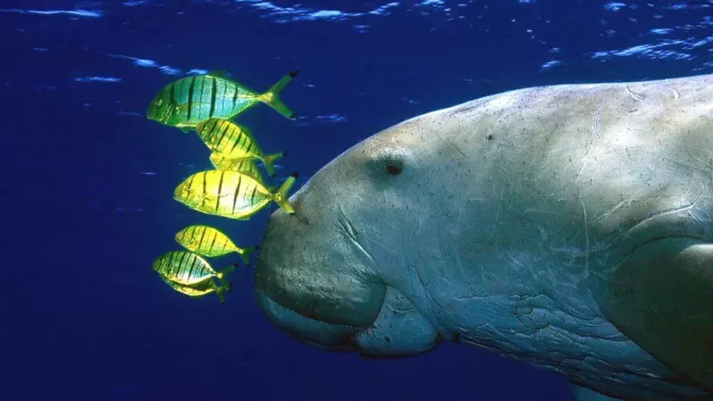 Dugong: Çin’de denizkızı hikayelerine ilham veren su memelilerinin tamamı öldü