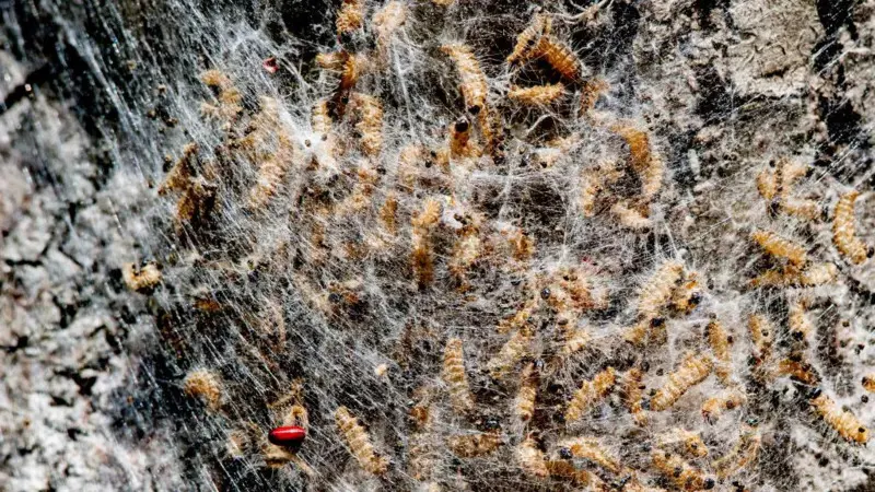 Hollanda’da ormanlar paintball silahı ile korunuyor