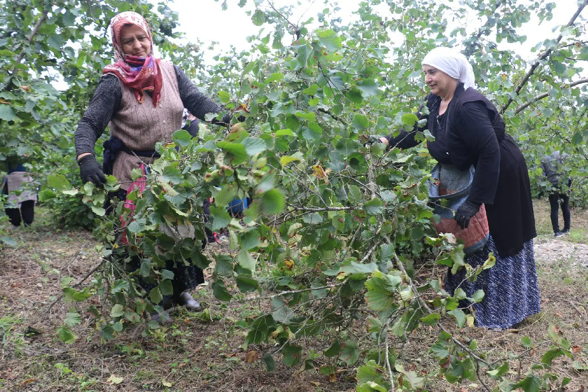 Karadeniz’de fındık hasadı başladı