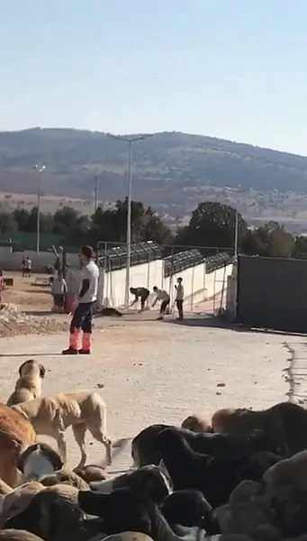 Konya'da köpek katliamı! İlk ifadeleri ortaya çıktı?