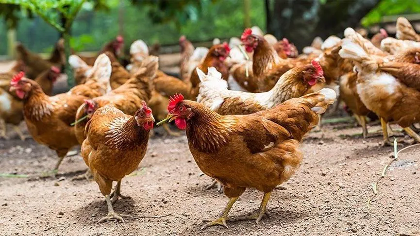 Ormanlarda mangal yasağının gelmesiyle birlikte tavuk fiyatları dip yaptı