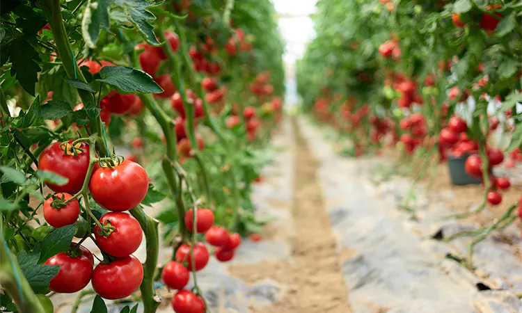 Sera-Bir Başkanı: Bu kış domates 50 TL olacak