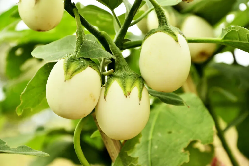 Yumurta ağacı nedir? Özellikleri nelerdir?