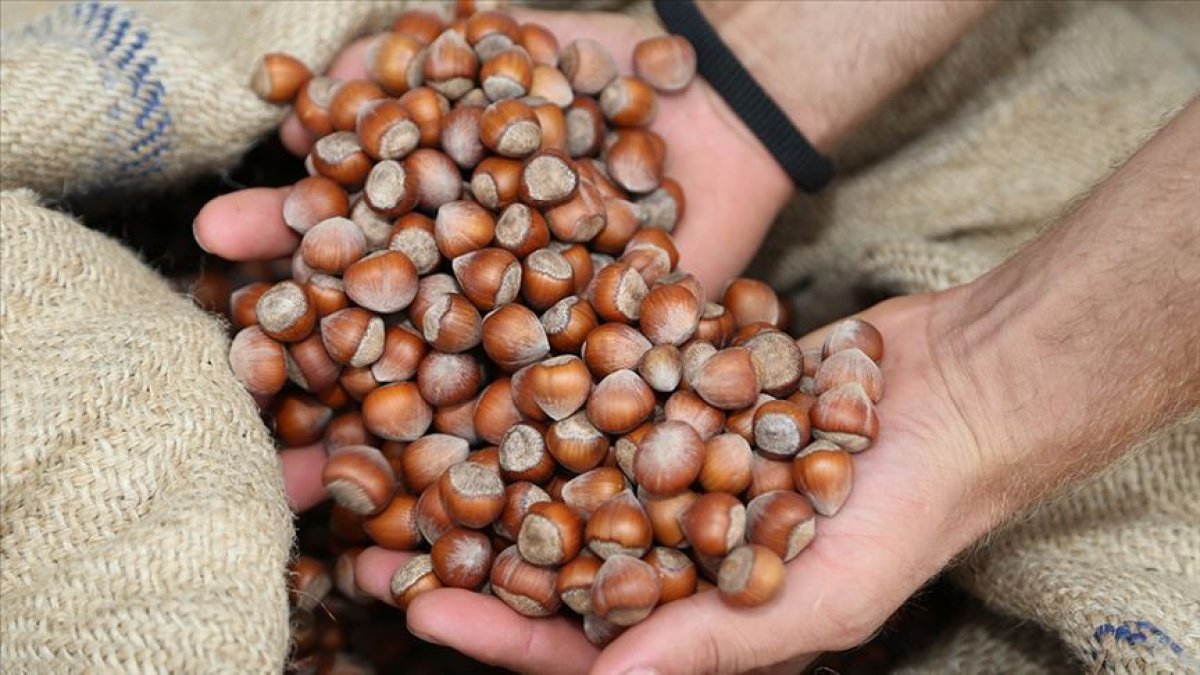 Türkiye'nin fındık ihracatı geliri açıklandı