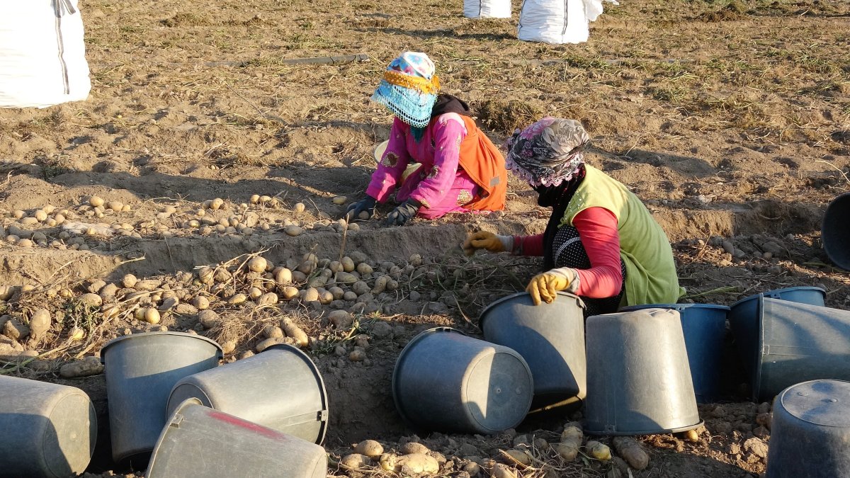  Tokat'ta satış fiyatı artan patates çiftçiyi sevindirdi