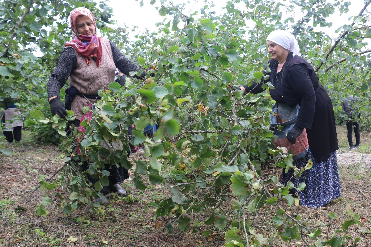 Karadeniz’de fındık hasadı başladı