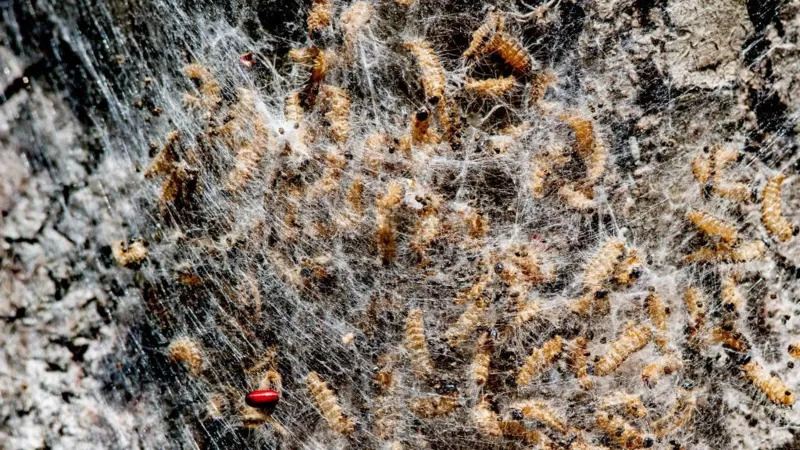 Hollanda’da ormanlar paintball silahı ile korunuyor