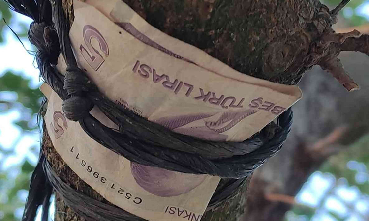 Bilecik'te dut ağacından asılı 5 TL’yi görünce duygulandı