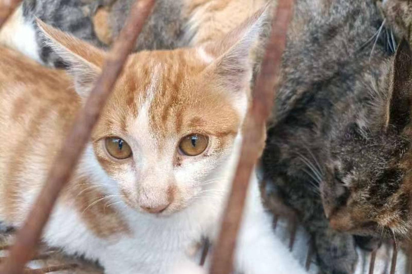 Etini satmak için 150 kedi çalan çete çökertildi