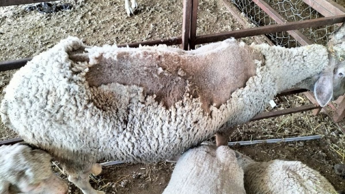 Osmaniye’de sokak köpekleri, çiftlikteki 11 koyunu telef etti