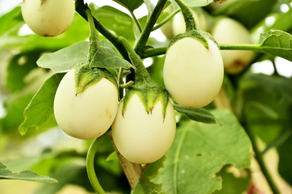 Yumurta ağacı nedir? Özellikleri nelerdir?
