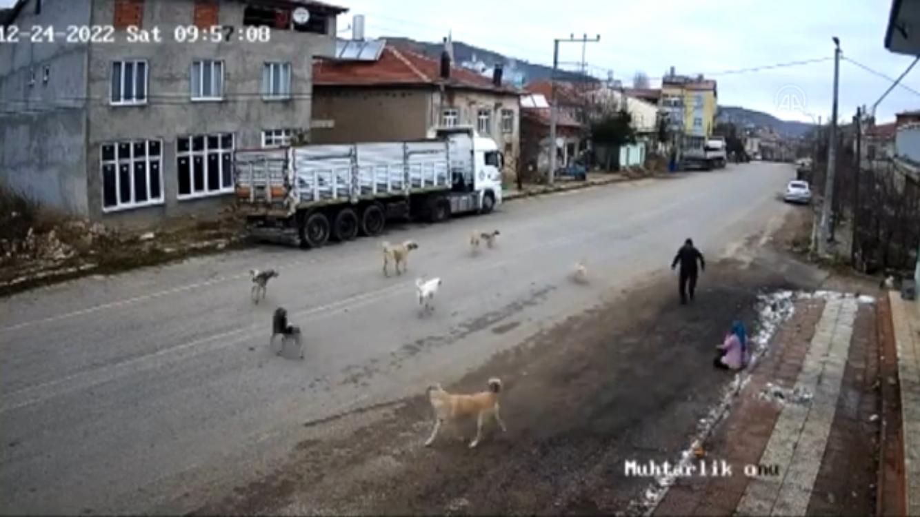 Ekmek almak için evden çıkan kadına onlarca köpek saldırdı!