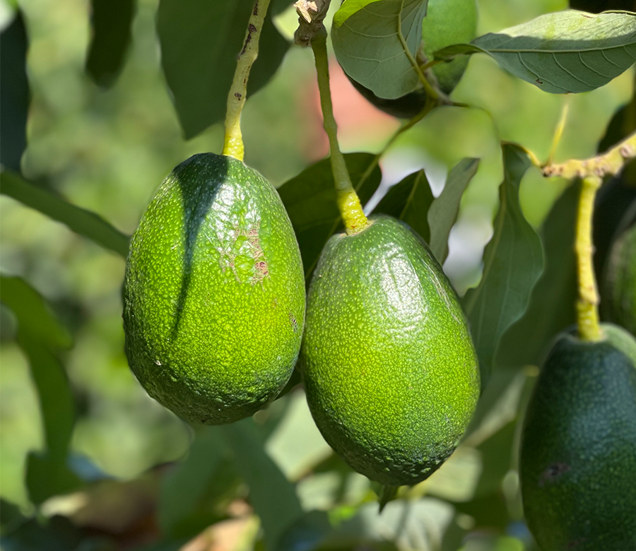 Avokado bitkisi nasıl yetişir? Avokado bakımı nasıl olur? Avokado ekimi nasıl olur?