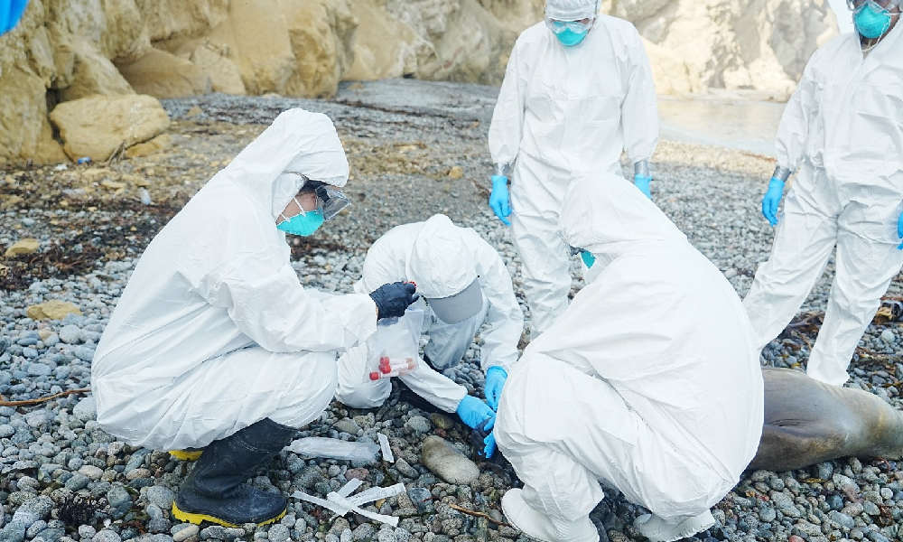 Peru'da yaklaşık 3.500 deniz aslanı H5N1 kuş gribinden öldü